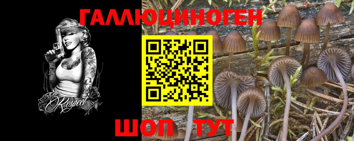 Галлюциногенные грибы Psilocybe Армавир